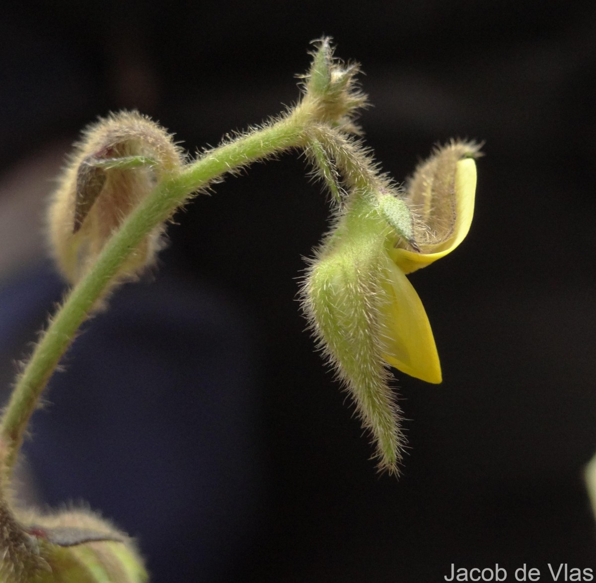 Crotalaria lejoloba Bartl.